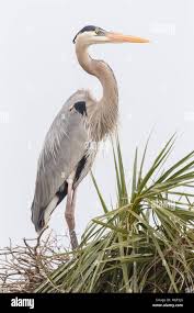 Attēlu rezultāti vaicājumam “Ardea cinerea”