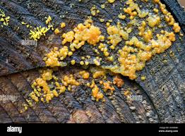 Attēlu rezultāti vaicājumam “Dacrymyces stillatus”