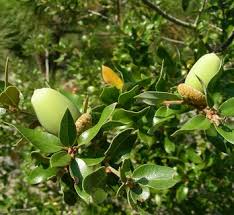 Attēlu rezultāti vaicājumam “Quercus robur fruit”
