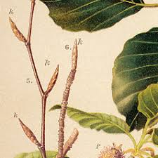 Attēlu rezultāti vaicājumam “Fagus sylvatica fo. laciniata bud”