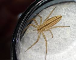 Attēlu rezultāti vaicājumam “Tibellus oblongus”