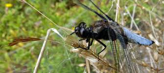 Attēlu rezultāti vaicājumam “Libellula depressa male”