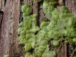 Attēlu rezultāti vaicājumam “Radula complanata sporophyte”