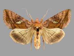 Attēlu rezultāti vaicājumam “Autographa excelsa”