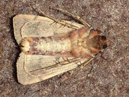 Attēlu rezultāti vaicājumam “Diarsia brunnea”