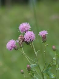 Attēlu rezultāti vaicājumam “Cirsium arvense”