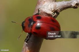 Attēlu rezultāti vaicājumam “Gonioctena viminalis”