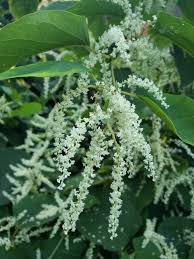 Attēlu rezultāti vaicājumam “Reynoutria sachalinensis fruit”