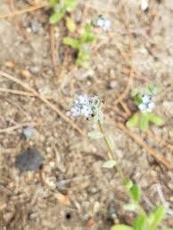 Attēlu rezultāti vaicājumam “Myosotis stricta”