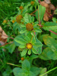 Attēlu rezultāti vaicājumam “Bidens tripartita flower”