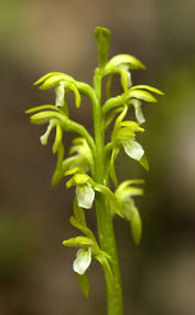 Attēlu rezultāti vaicājumam “Corallorhiza trifida”