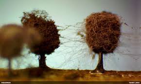 Attēlu rezultāti vaicājumam “Diderma umbilicatum spores”