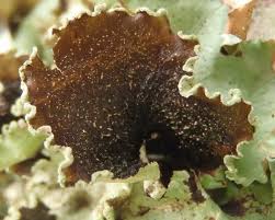 Attēlu rezultāti vaicājumam “Cetrelia sp.”