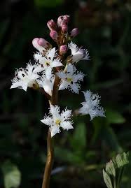Attēlu rezultāti vaicājumam “Menyanthes trifoliata leaf”