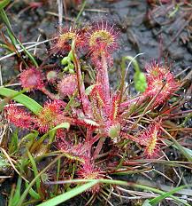 Attēlu rezultāti vaicājumam “Drosera rotundifolia flower”