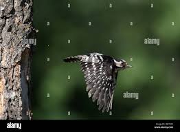 Attēlu rezultāti vaicājumam “Dendrocopos minor female”