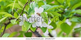 Attēlu rezultāti vaicājumam “Malus prunifolia”