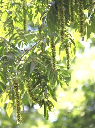 Attēlu rezultāti vaicājumam “Pterocarya fraxinifolia flower”
