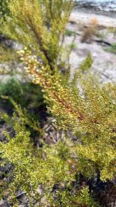 Attēlu rezultāti vaicājumam “Artemisia campestris”