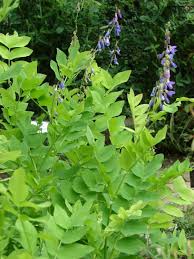 Attēlu rezultāti vaicājumam “Galega orientalis flower”
