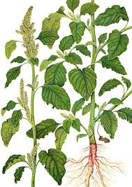 Attēlu rezultāti vaicājumam “Amaranthus retroflexus”