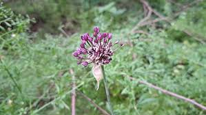 Attēlu rezultāti vaicājumam “Allium scorodoprasum”