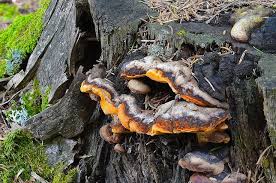 Attēlu rezultāti vaicājumam “Gloeophyllum odoratum”