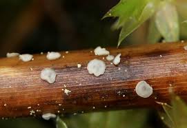 Attēlu rezultāti vaicājumam “Mollisia uda”