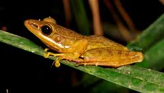 Attēlu rezultāti vaicājumam “Ranidae”