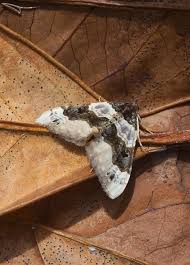 Attēlu rezultāti vaicājumam “Cosmorhoe ocellata”