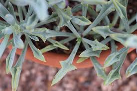 Attēlu rezultāti vaicājumam “Cardamine impatiens fruit”