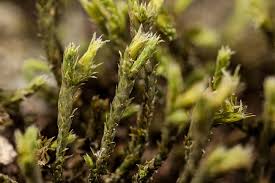 Attēlu rezultāti vaicājumam “Hedwigia ciliata”