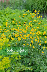 Attēlu rezultāti vaicājumam “Ranunculus acris flower”