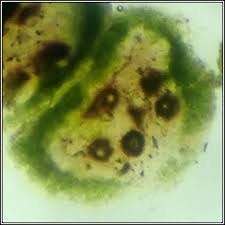 Attēlu rezultāti vaicājumam “Licea pygmaea spores”