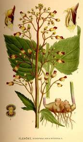 Attēlu rezultāti vaicājumam “Scrophularia nodosa flower”