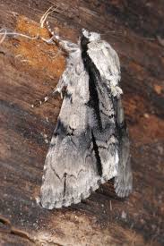 Attēlu rezultāti vaicājumam “Acronicta alni”