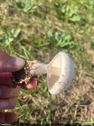 Attēlu rezultāti vaicājumam “Belbodamaeus sp.”