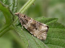 Attēlu rezultāti vaicājumam “Orthotaenia undulana”