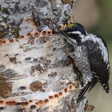 Attēlu rezultāti vaicājumam “Picoides tridactylus adult”