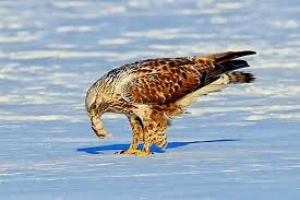 Image result for Buteo lagopus