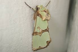 Attēlu rezultāti vaicājumam “Staurophora celsia”