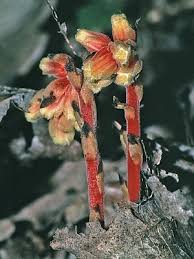 Attēlu rezultāti vaicājumam “Monotropa hypopitys bud”