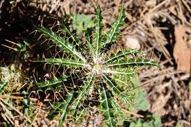 Image result for Ptilostemon afer