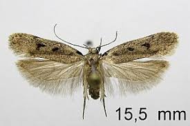 Attēlu rezultāti vaicājumam “Gelechia rhombella”