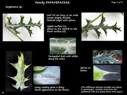 Attēlu rezultāti vaicājumam “Papaver argemone leaf”