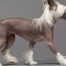 Image result for Co de Crista Chins