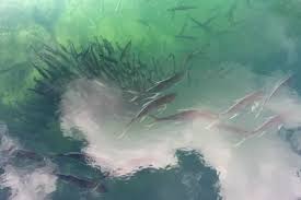 Image result for Caranx hippos