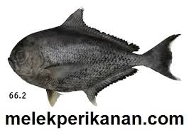 Image result for Eumegistus illustris