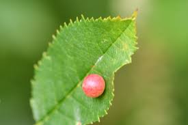 Attēlu rezultāti vaicājumam “Diplolepis eglanteriae”