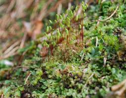 Attēlu rezultāti vaicājumam “Bryum amblyodon sporophyte”